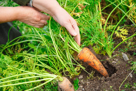 The Legal and Environmental Aspects of IPM Use in the U.S.