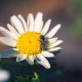 Creating a Pollinator-Friendly Garden During the Summer Months