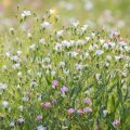 Eco-Friendly Landscaping with Wildflowers: Sustainability at Home