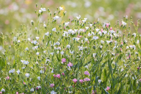 Eco-Friendly Landscaping with Wildflowers: Sustainability at Home