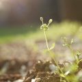 Fusarium Wilt and Verticillium Wilt: Understanding Soil-Borne Fungal Threats
