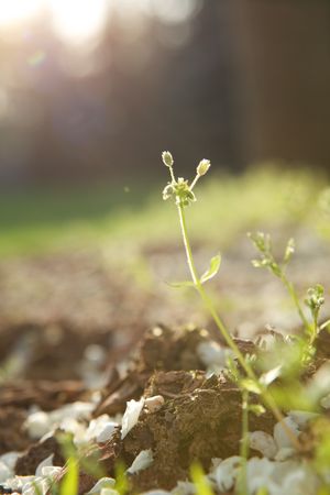 Fusarium Wilt and Verticillium Wilt: Understanding Soil-Borne Fungal Threats