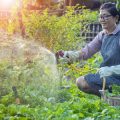 The Top 10 Mistakes to Avoid in Building and Maintaining a Pollinator Garden