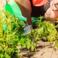 Soil Basics: How to Test, Prepare, and Improve Your Garden Soil