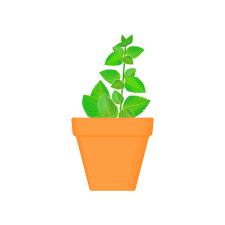 Organic Matter and Soil Fertility