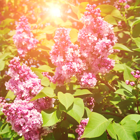 Transform Your Outdoor Space with Low-Maintenance Perennials and Shrubs