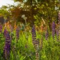 What to Look for When Buying a Compost Bin or Tumbler for Your Backyard Garden