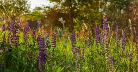 What to Look for When Buying a Compost Bin or Tumbler for Your Backyard Garden