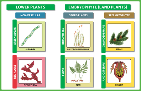 Selecting Native Plants for Maximum Impact
