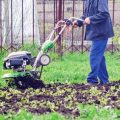 The Most Forgiving Plants for Forgetful Gardeners