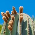 Drought-Proof Landscaping with Succulents: Design Tips and Ideas