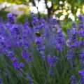 Pollinator Garden Planning: Soil Health, Plant Selection, and Seasonal Considerations