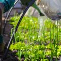 A Comprehensive Guide to Power Tools for Landscaping and Yard Maintenance