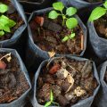 Organic Gardening and Composting: A Perfect Match for Backyard Growers