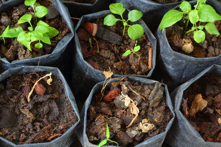 Organic Gardening and Composting: A Perfect Match for Backyard Growers