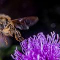 Pollinator Gardens and Climate Change: Adapting Your Garden to Changing Conditions