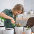 Humidity and Temperature: How to Create the Perfect Indoor Environment for Houseplants