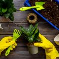 How to Create an Indoor Plant First Aid Kit and What to Include