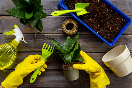 How to Create an Indoor Plant First Aid Kit and What to Include