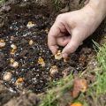 Composting in All Seasons: Tips for Year-Round Backyard Composting