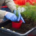 How to Diagnose Plant Fungal Diseases Using Visual and Laboratory Methods