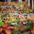 How to Extend Your Growing Season into Late Fall with Cold Frames and Row Covers
