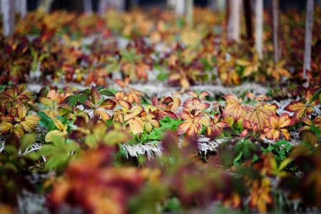 How to Extend Your Growing Season into Late Fall with Cold Frames and Row Covers