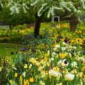 Edible Perennials to Plant in Fall for a Strong Spring Start