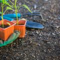How Native Plants Contribute to Better Soil in Home Gardens