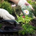 How to Fertilize Indoor Plants: A Seasonal Guide