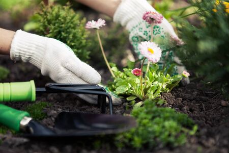 How to Fertilize Indoor Plants: A Seasonal Guide