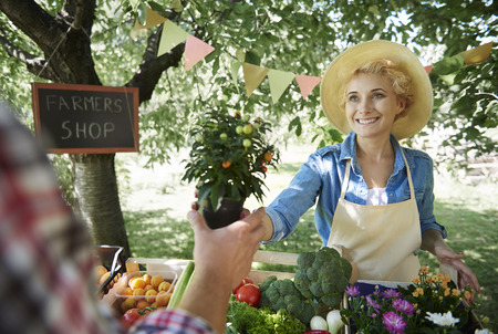 Organic Gardening Tips for a Healthy Summer Harvest