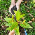 Easy Shade-Loving Plants for Under Trees and Low-Light Areas