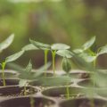 Raised Beds vs. In-Ground Gardening: Pros, Cons, and What’s Best for You