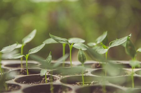 Raised Beds vs. In-Ground Gardening: Pros, Cons, and What’s Best for You