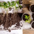 Seasonal Organic Gardening: A Month-by-Month Planner