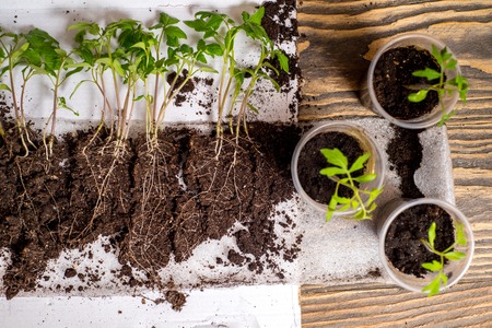 Seasonal Organic Gardening: A Month-by-Month Planner