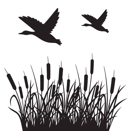 Bees: Pollinators and Beyond