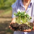 Growing Your First Salad Garden: Simple and Fast-Growing Ingredients