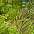 Raised Bed Gardening Tips for Spring Vegetables and Herbs