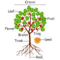 Early Fall Garden Prep: September Planting and Pruning