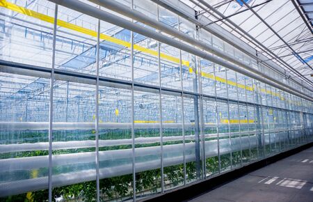 How to Scale Up Your Indoor Hydroponic System for Higher Yields