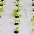 Grow Light Spectrum Explained: What Colors Do Your Indoor Plants Really Need?
