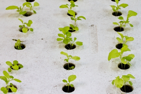 Grow Light Spectrum Explained: What Colors Do Your Indoor Plants Really Need?