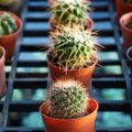 Indoor Gardening Year-Round: Seasonal Care Tips for Healthy Houseplants