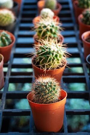 Indoor Gardening Year-Round: Seasonal Care Tips for Healthy Houseplants