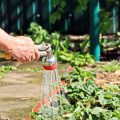 The Best Deer-Resistant Annuals for Country and Suburban American Gardens