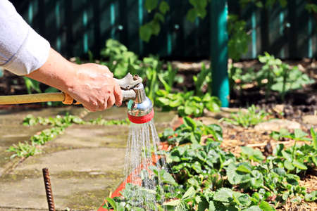 The Best Deer-Resistant Annuals for Country and Suburban American Gardens