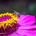 Organic Gardening for Pollinators: What to Plant and Why