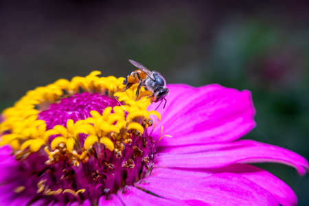 Organic Gardening for Pollinators: What to Plant and Why